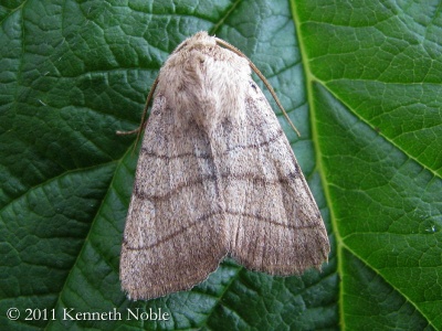 treble lines (Charanyca trigrammica) Kenneth Noble